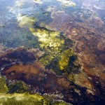 Ice and Algae on a Geyser at Yellowstone National Park